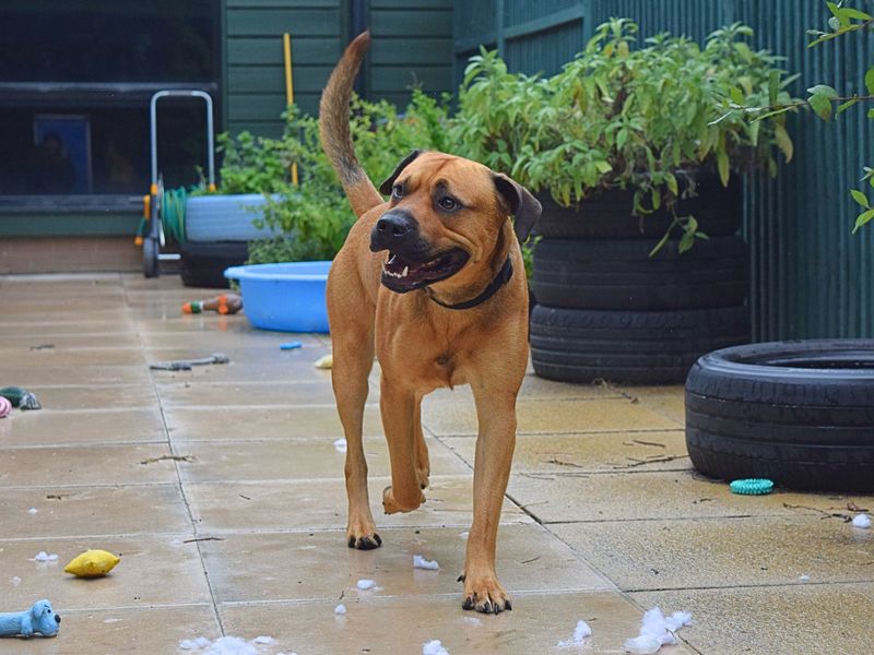 Staffordshire Bull Terrier for adoption in Uxbridge, London – 2 years old - Image 2 of 3