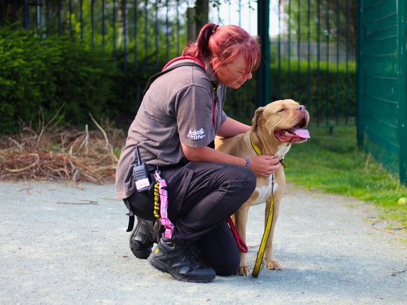 American Bulldog for adoption in Manchester, Greater Manchester – 7 years old - Image 2 of 2