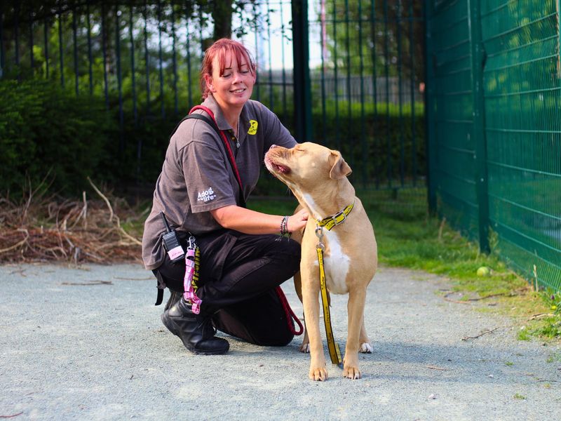 American Bulldog for adoption in Manchester, Greater Manchester – 7 years old