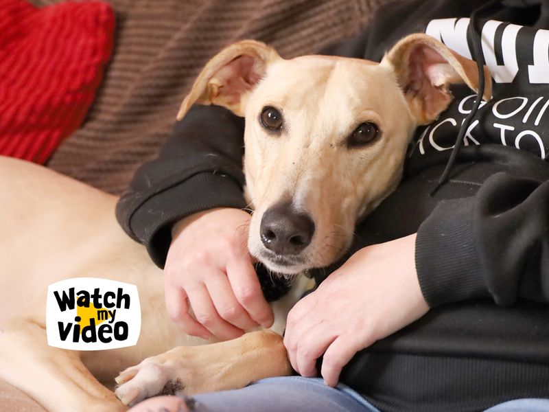 Rory | Lurcher | Leeds - 1