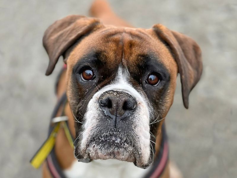 Boxer Dogs And Puppies For Adoption