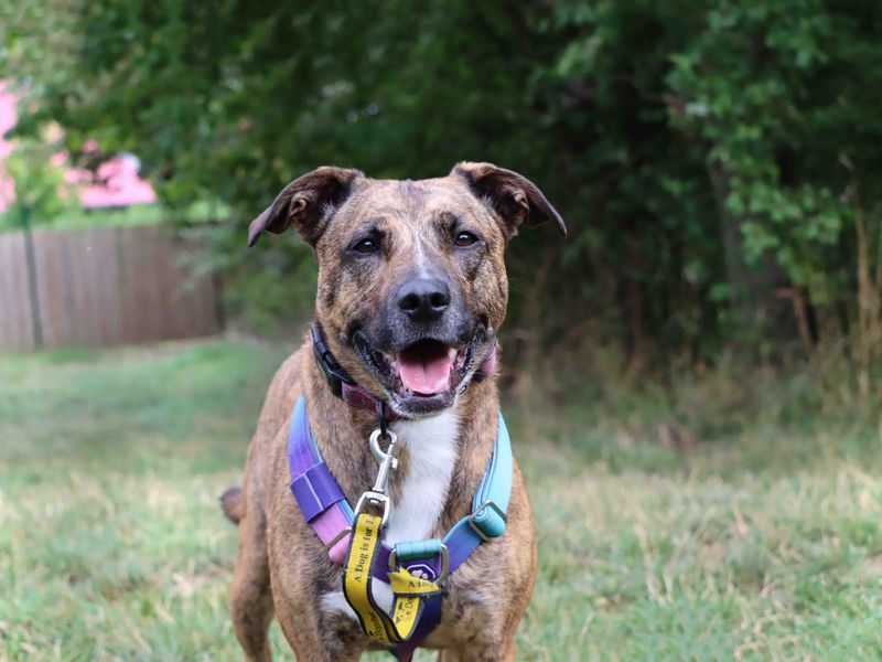Autumn, a 6 years old female Unknown available for adoption from Dogs Trust in Darlington, County Durham