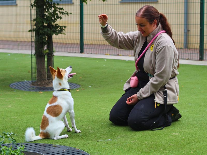 Jack Russell Terrier for adoption in Manchester, Greater Manchester – 2 years old - Image 4 of 4
