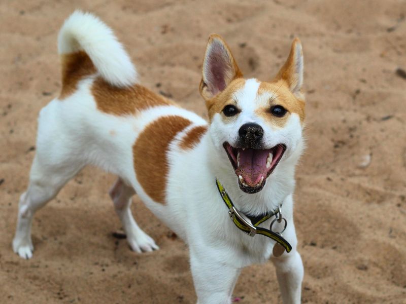 Jack Russell Terrier for adoption in Manchester, Greater Manchester – 2 years old - Image 3 of 4