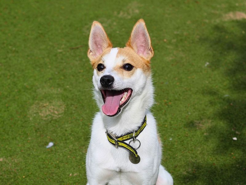 Jack Russell Terrier for adoption in Manchester, Greater Manchester – 2 years old - Image 2 of 4