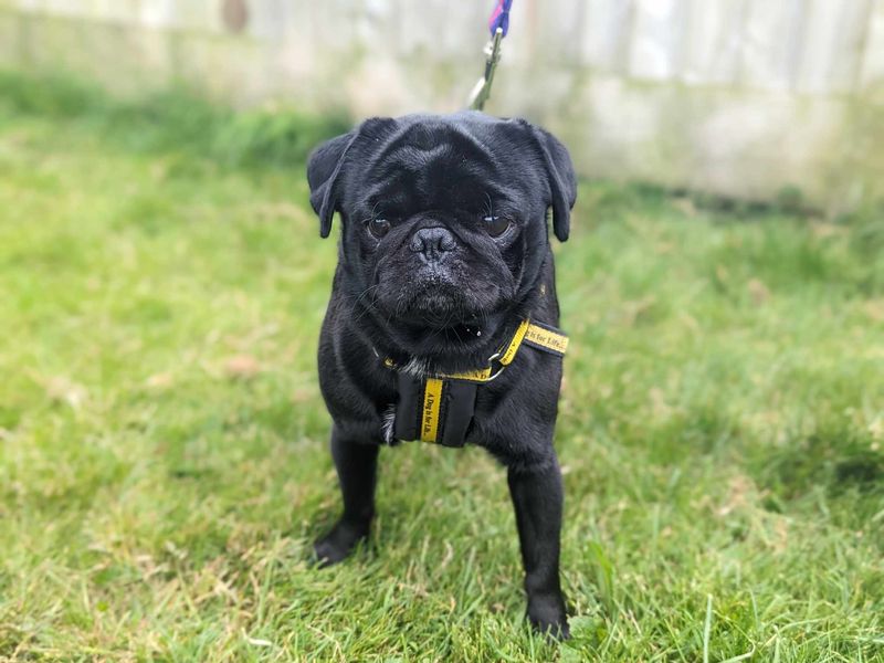 Pug for adoption in Wales, Somerset – 6 years old - Image 1 of 3