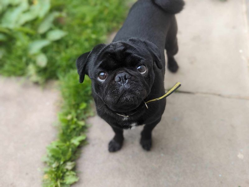 Pug for adoption in Wales, Somerset – 6 years old - Image 3 of 3