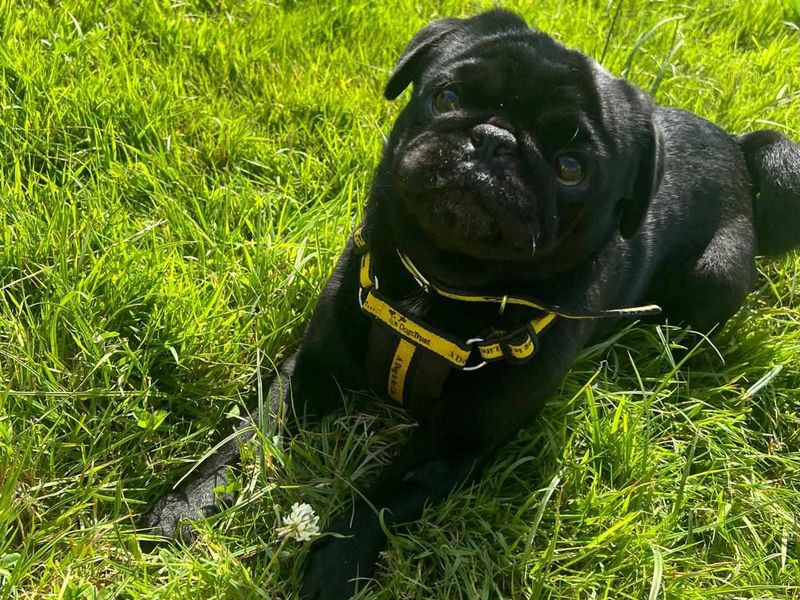 Pug for adoption in Wales, Somerset – 6 years old - Image 2 of 3