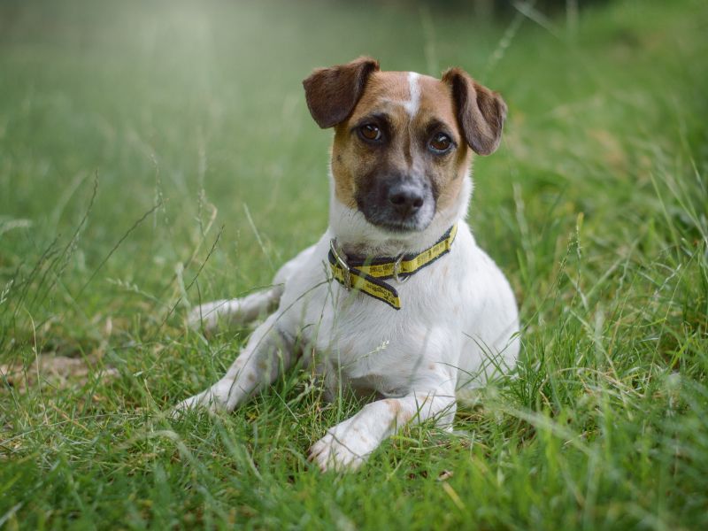 Jack Russell for adoption in Kenilworth, Warks – 9 years old - Image 1 of 8