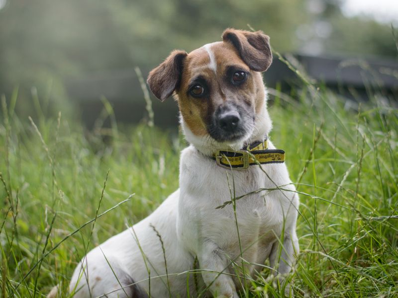 Sammy | Terrier (Jack Russell) | Kenilworth (West Midlands) - 2
