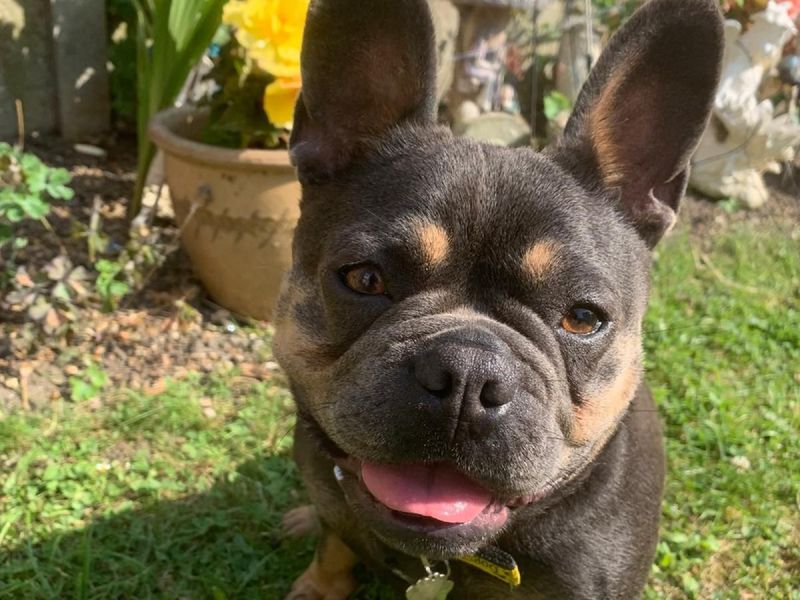 French Bulldog for adoption in Chestfield, Kent – 4 years old - Image 4 of 4