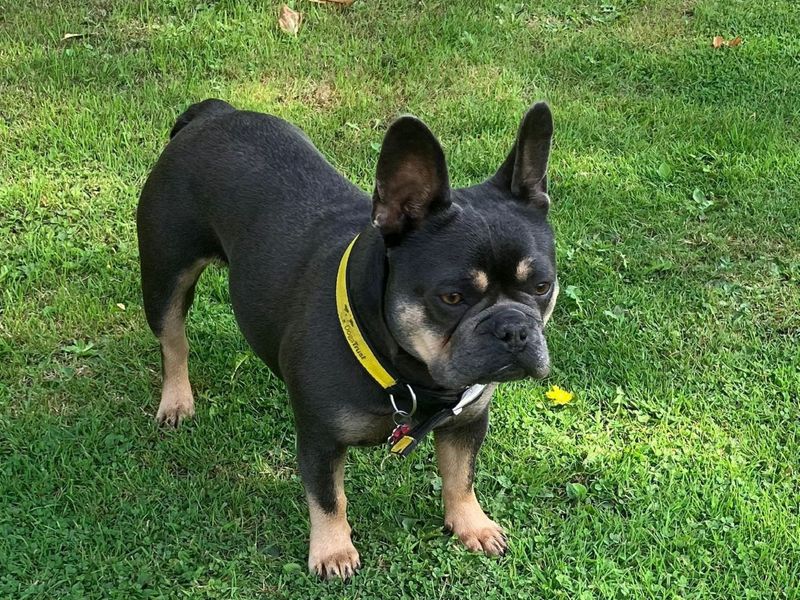 French Bulldog for adoption in Chestfield, Kent – 4 years old - Image 3 of 4