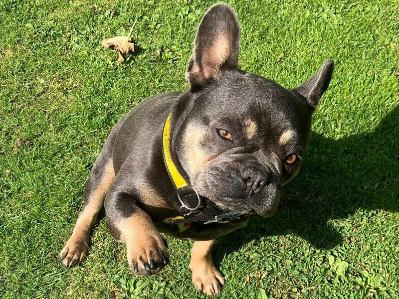 French Bulldog for adoption in Chestfield, Kent – 4 years old - Image 1 of 4