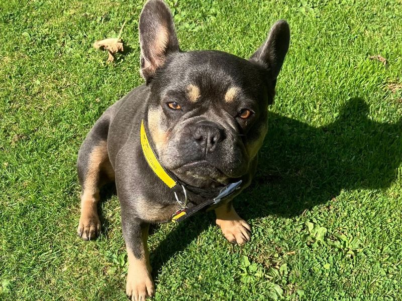 French Bulldog for adoption in Chestfield, Kent – 4 years old - Image 2 of 4