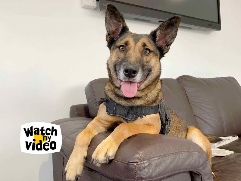 Val | Belgian Shepherd Dog (Malinois) | Leeds - 1
