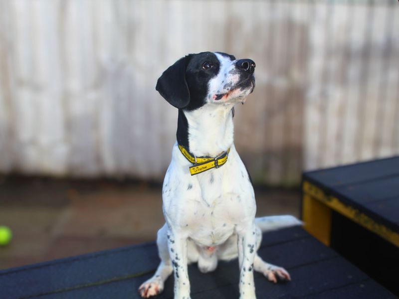 Lenny | Schnauzer Cross | Manchester - 1