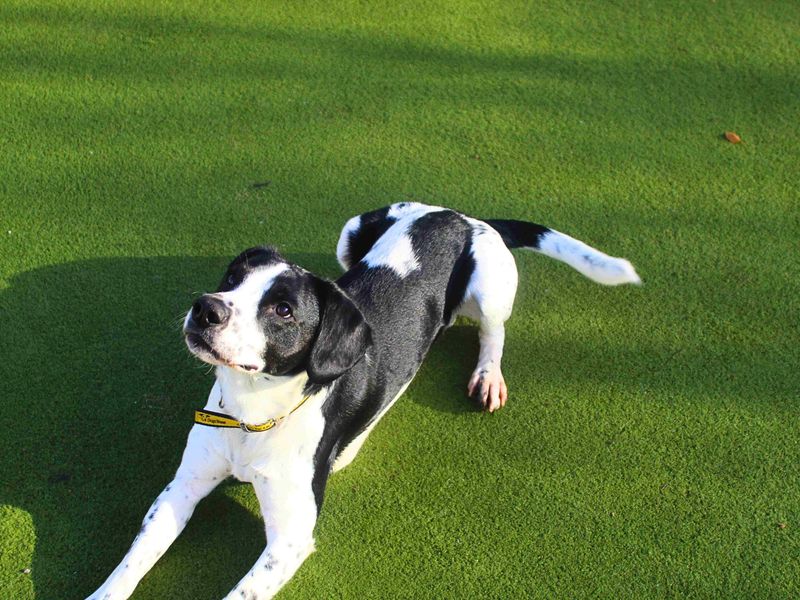 Poodle for adoption in Manchester, Greater Manchester – 1 year old - Image 3 of 5