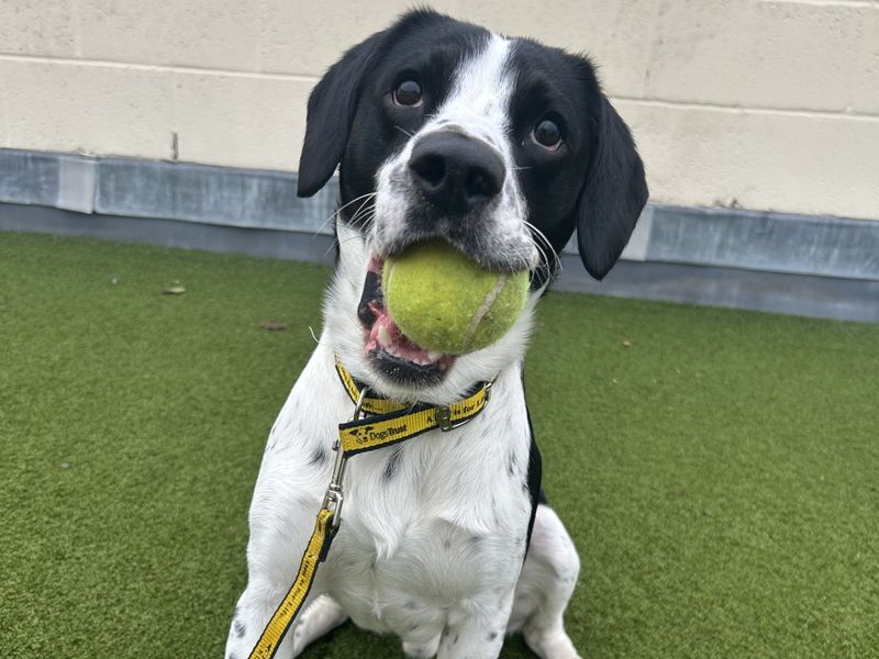 Springer Spaniel for adoption in Manchester, Greater Manchester – 2 years old - Image 5 of 6