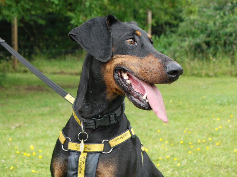 Doberman for adoption in Newbury, Berks – 8 years old - Image 3 of 6