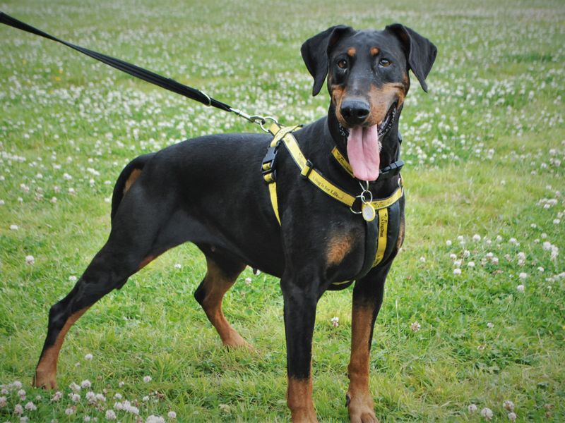 Doberman for adoption in Newbury, Berks – 8 years old - Image 1 of 6