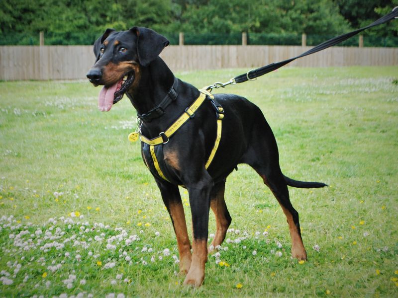 Doberman for adoption in Newbury, Berks – 8 years old - Image 5 of 6
