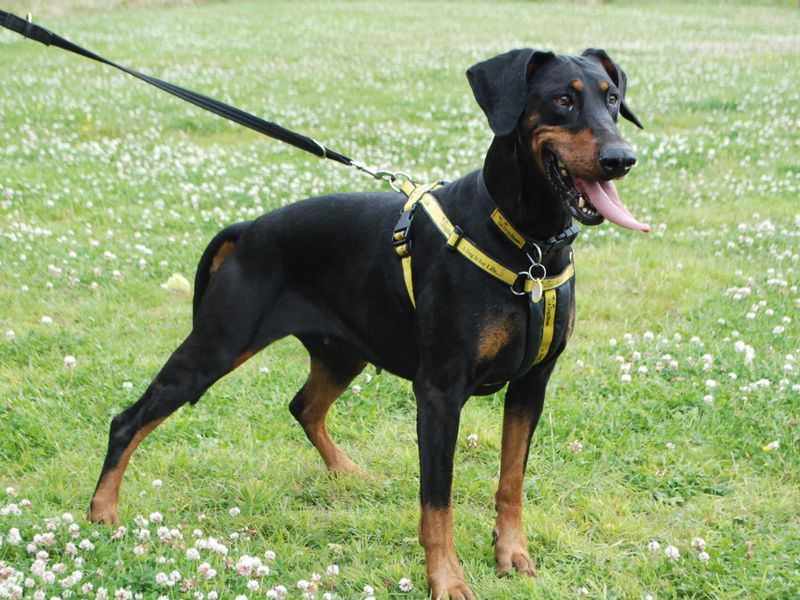Doberman for adoption in Newbury, Berks – 8 years old - Image 6 of 6