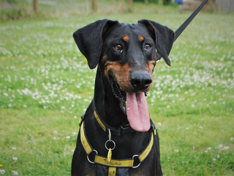 Doberman for adoption in Newbury, Berks – 8 years old - Image 2 of 6