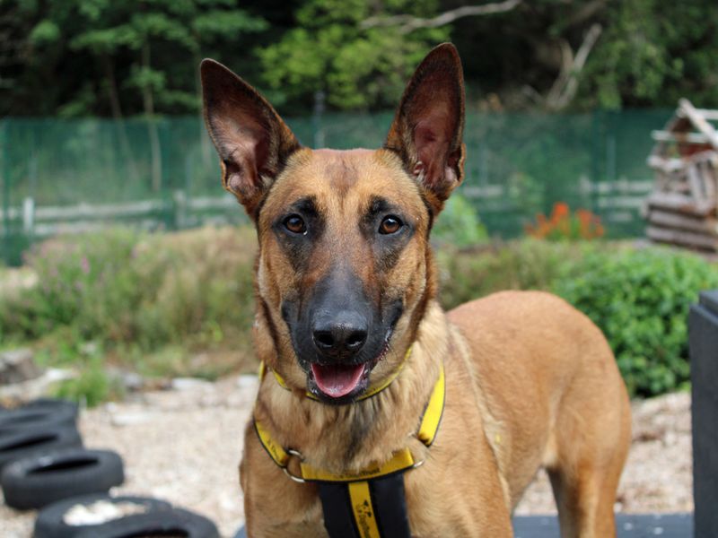 Zula | Belgian Shepherd Dog (Malinois) | Merseyside (Liverpool) - 1