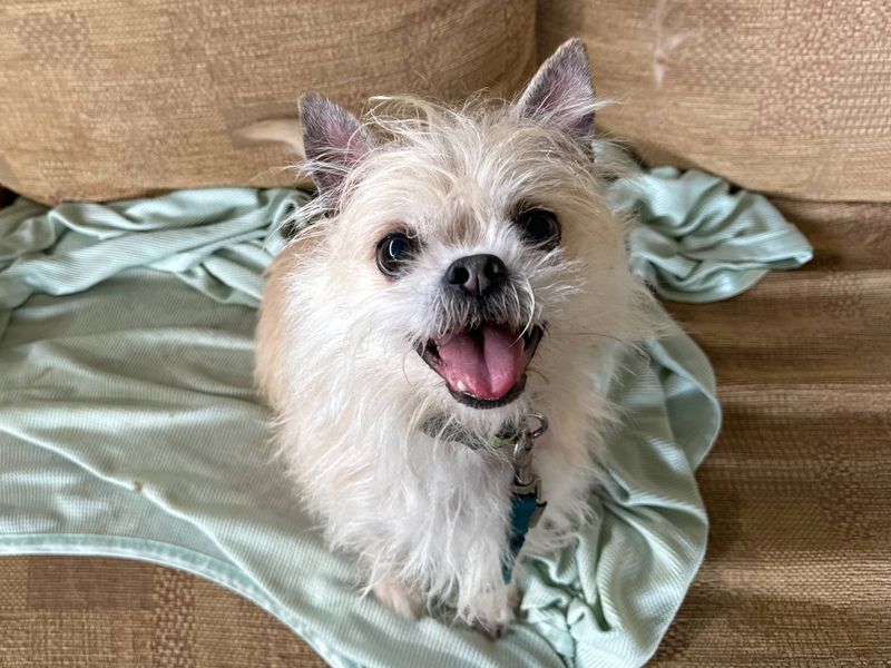 Jack Russell Terrier for adoption in Snetterton, Norfolk – 7 years old - Image 2 of 2