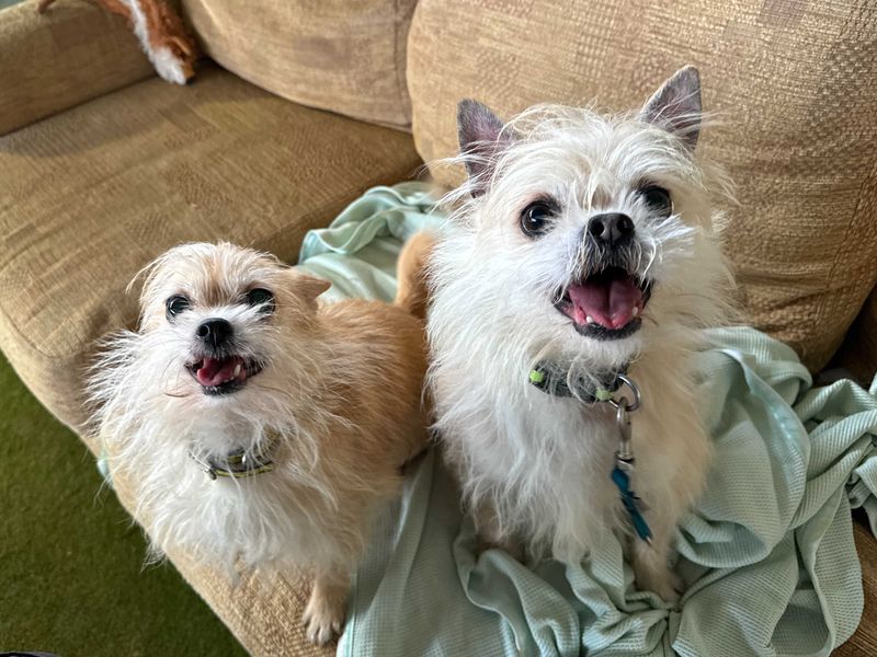 Jack Russell Terrier for adoption in Snetterton, Norfolk – 7 years old - Image 1 of 2