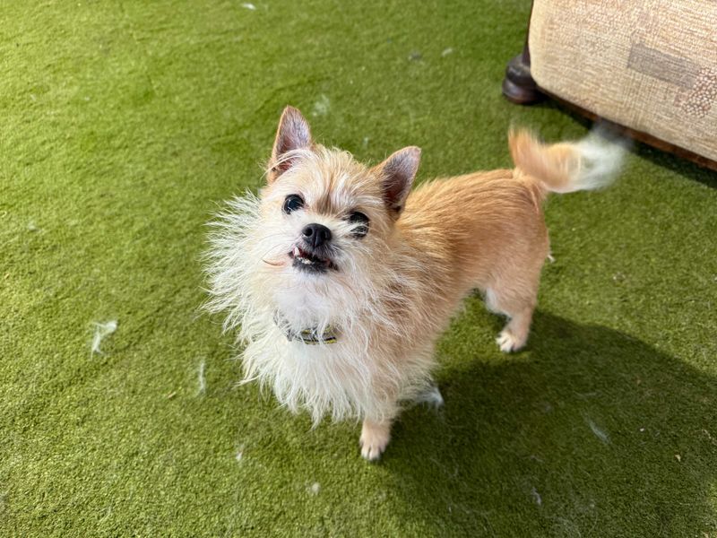 Jack Russell for adoption in Snetterton, Norfolk – 9 years old - Image 2 of 2