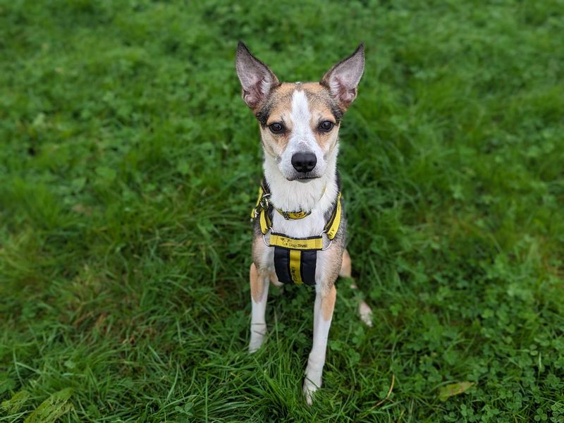 Jack Russell Terrier for adoption in Mid Glamorgan, Wales – 9 years old - Image 3 of 5