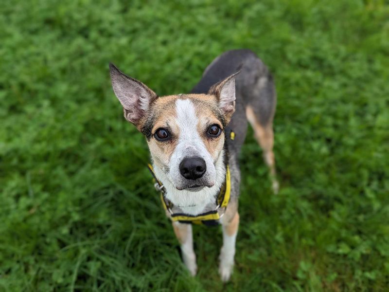 Jack Russell Terrier for adoption in Mid Glamorgan, Wales – 9 years old - Image 1 of 5