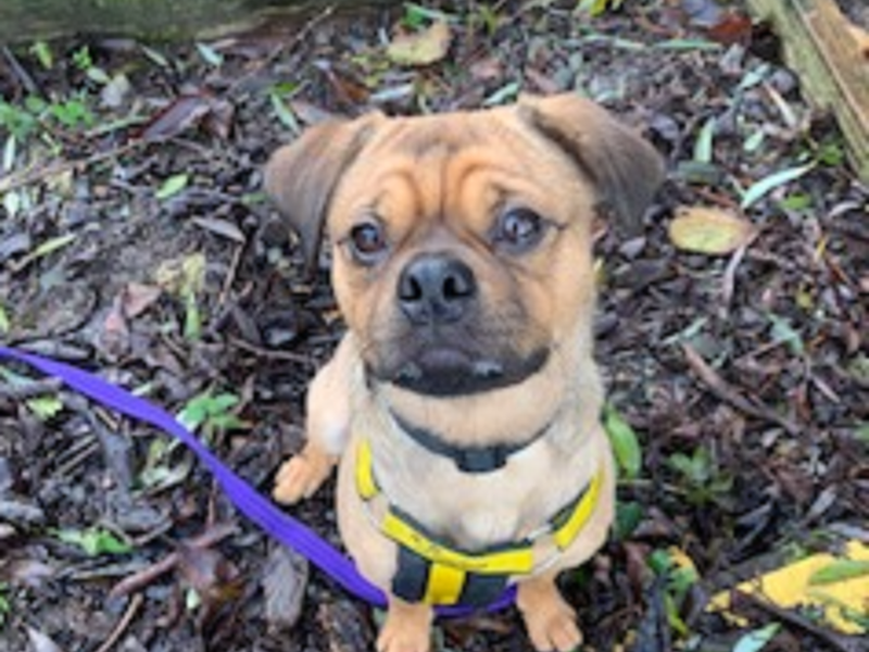 Pug for adoption in Wymeswold, Leicestershire – 2 years old - Image 2 of 2