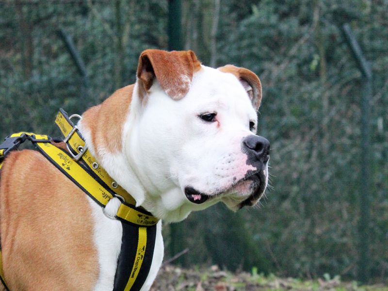 Toby for sale in Liverpool, Merseyside