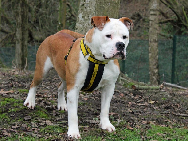 Toby for sale in Liverpool, Merseyside - Image 2