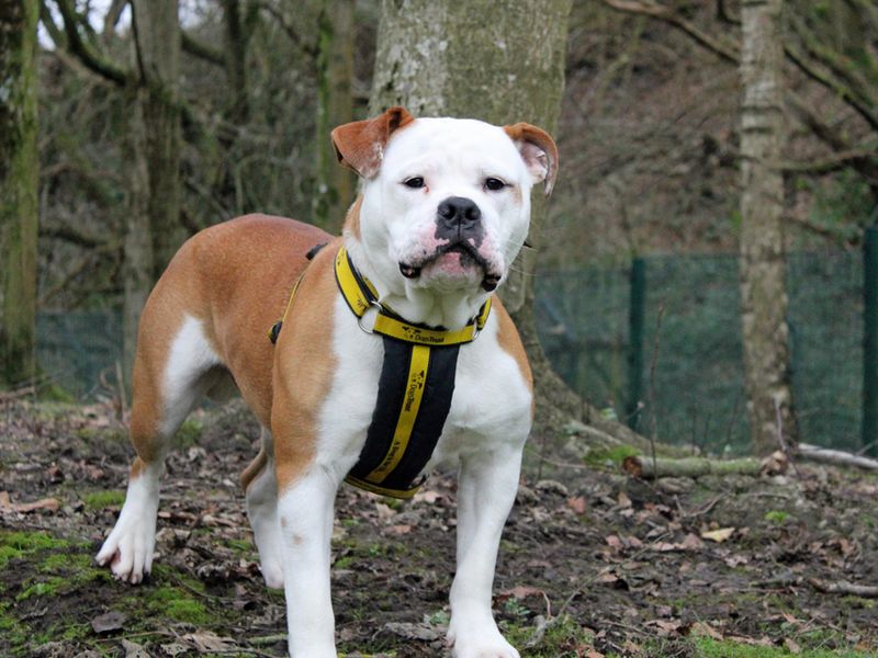 Toby for sale in Liverpool, Merseyside - Image 4