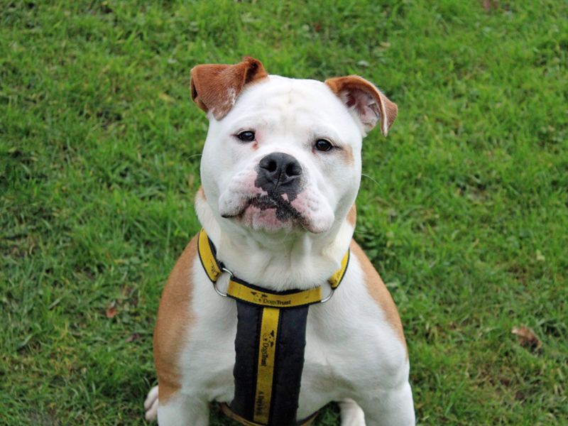 Toby for sale in Liverpool, Merseyside | Image 3