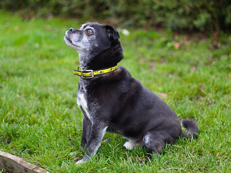 Pug for adoption in Manchester, Greater Manchester – 10 years old - Image 3 of 3