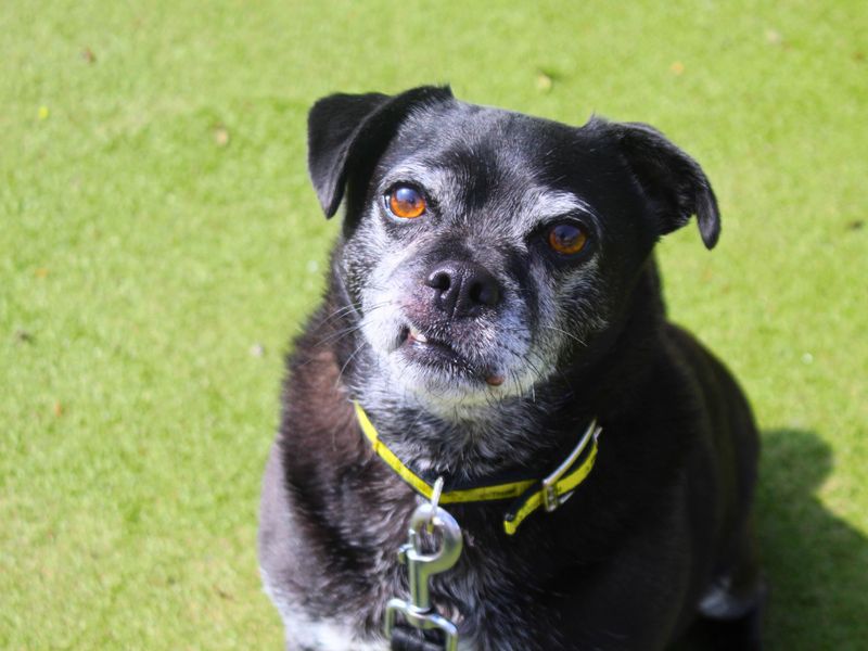 Pug for adoption in Manchester, Greater Manchester – 10 years old - Image 2 of 3