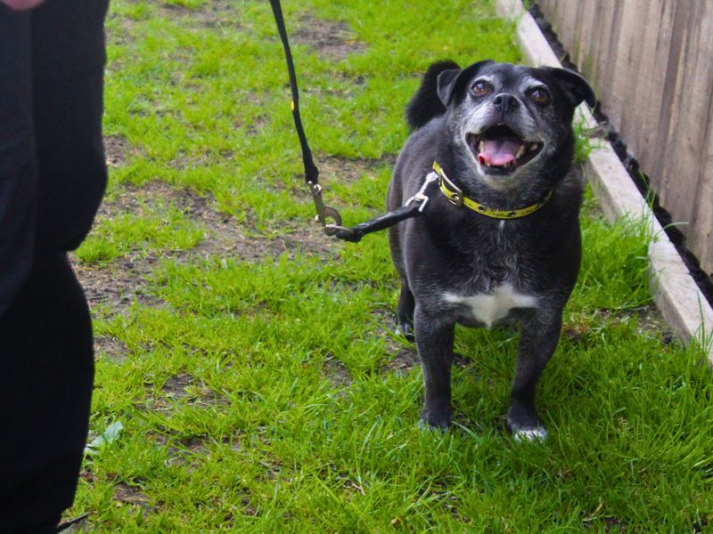 Pug for adoption in Manchester, Greater Manchester – 10 years old - Image 1 of 3