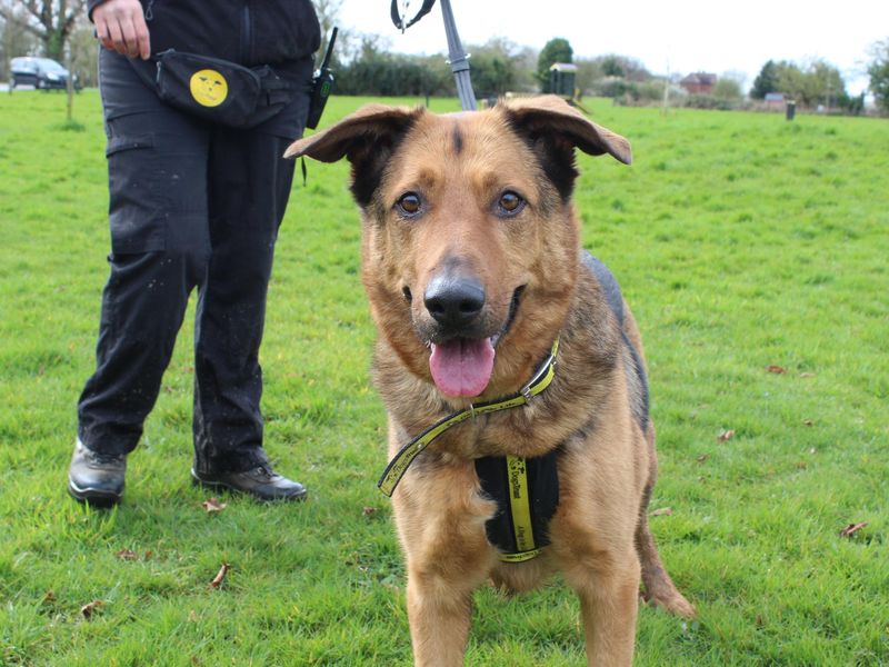 German Shepherd for adoption in Telford, Shropshire – 11 years old