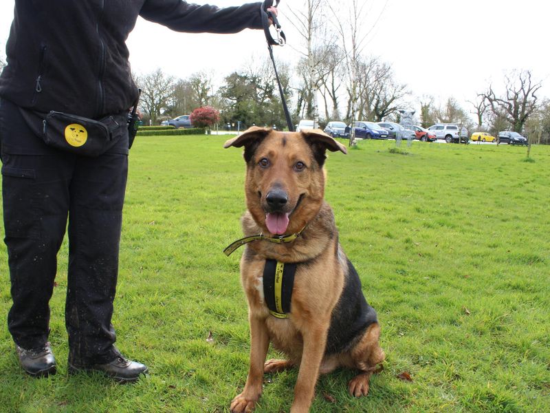 German Shepherd for adoption in Telford, Shropshire – 11 years old - Image 7 of 7