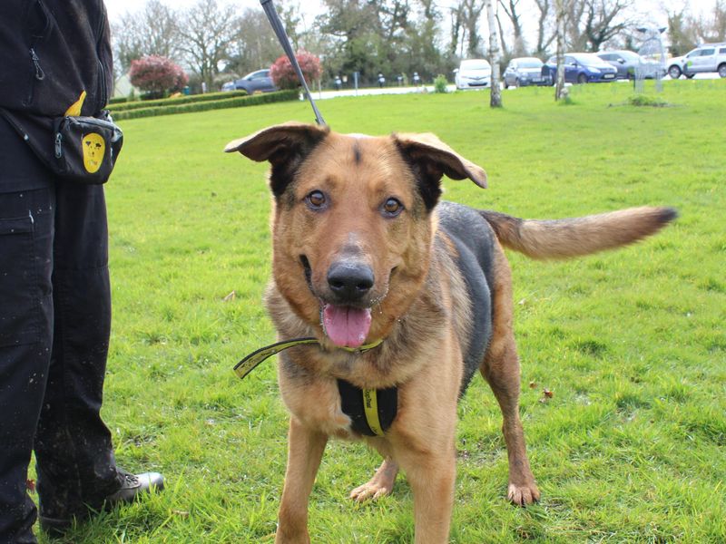 German Shepherd for adoption in Telford, Shropshire – 11 years old - Image 2 of 7