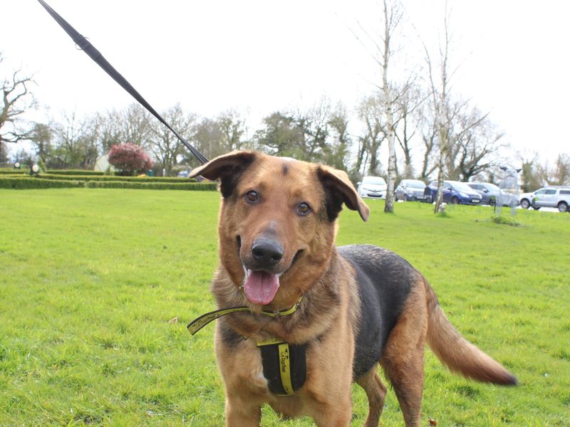 German Shepherd for adoption in Telford, Shropshire – 11 years old - Image 3 of 7