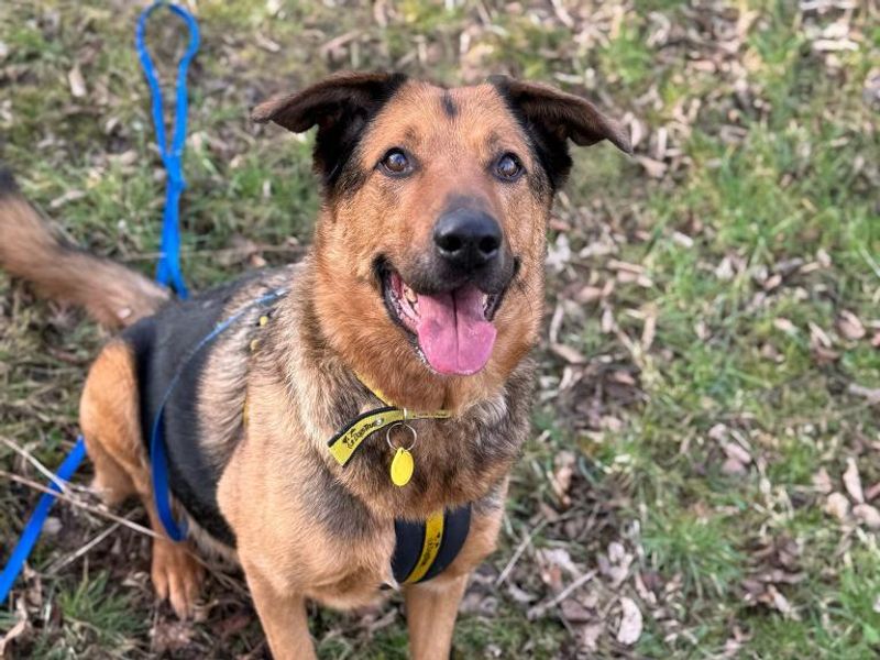 German Shepherd for adoption in Telford, Shropshire – 11 years old - Image 5 of 7