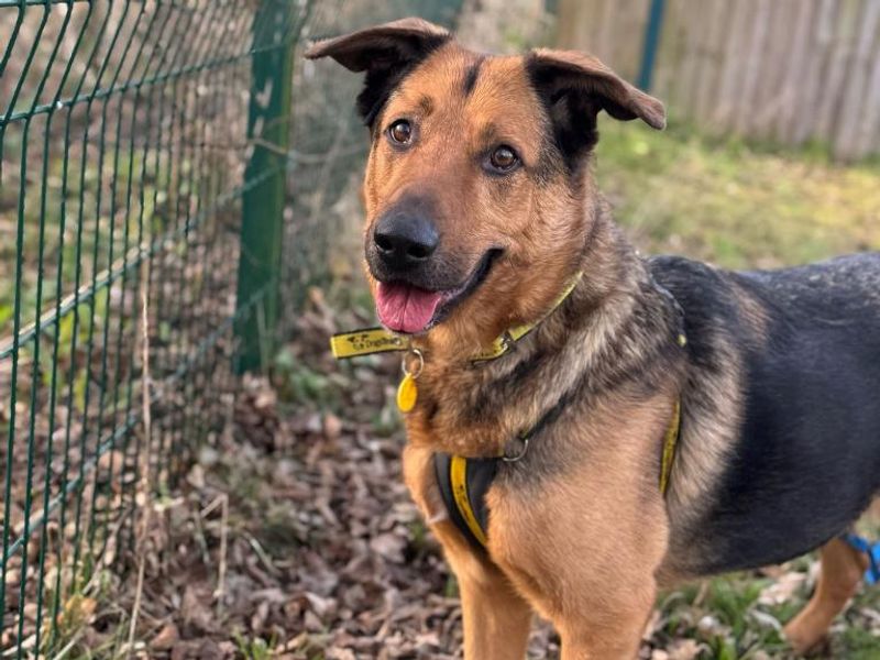 German Shepherd for adoption in Telford, Shropshire – 11 years old - Image 4 of 7