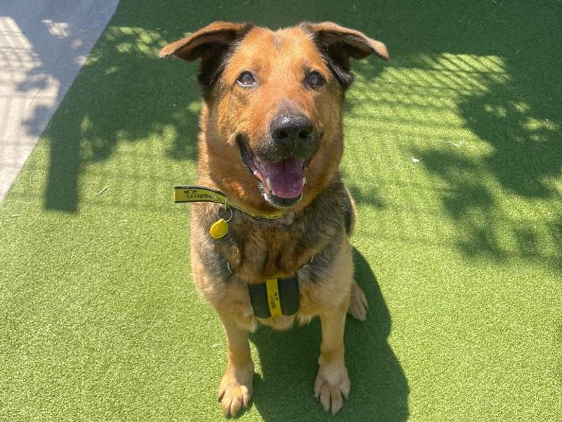 Maximilian | German Shepherd Dog | Shrewsbury (Shropshire) - 1