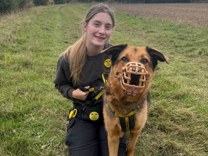 Maximilian | German Shepherd Dog | Shrewsbury (Shropshire) - 1