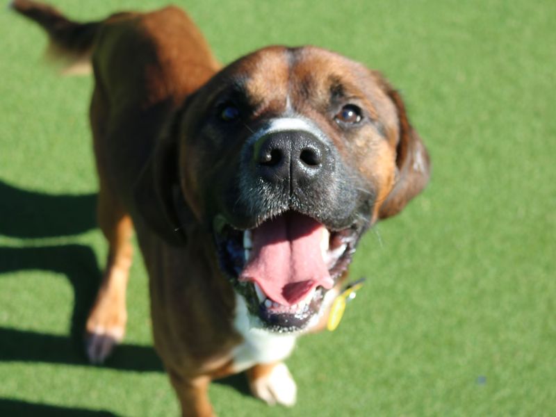 Boxer for adoption in Glasgow, Scotland – 3 years old - Image 2 of 2
